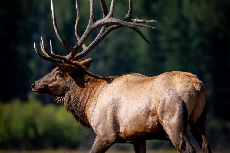 Elk